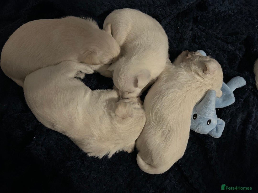 West Highland Terrier dogs for sale: Gorgeous West Highland White (Westie) Puppies - Image 25