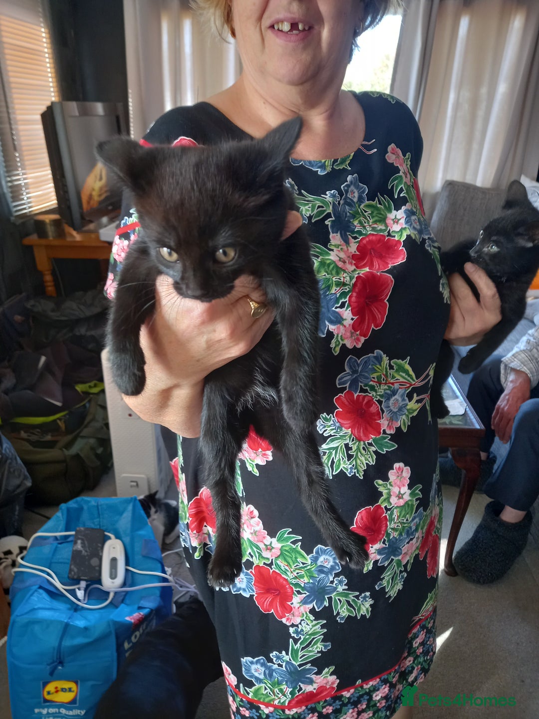 Mixed Breed cats for sale: 4 gorgeous kittens for sale  - Image 3