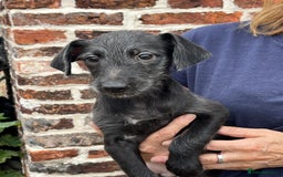 Bedlington Terrier dogs for sale: F1 Bedlington x Whippet puppies - Image 1