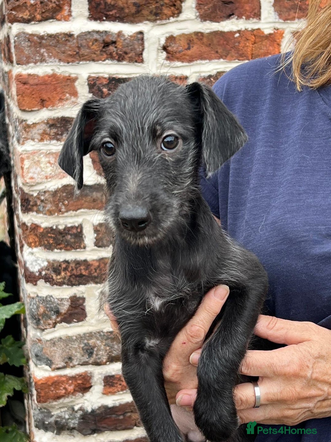 Bedlington Terrier dogs for sale: F1 Bedlington x Whippet puppies - Image 1