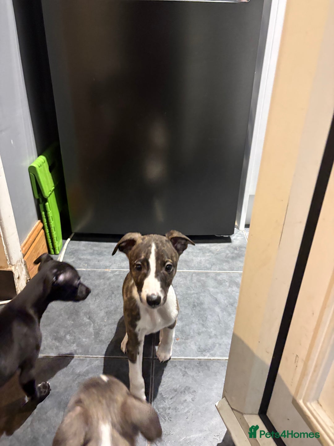 Whippet dogs for sale: Male Brindle and White party Whippet  - Advert 3
