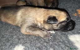 Belgian Shepherd Dog dogs for sale: Top working line puppies  - Image 3
