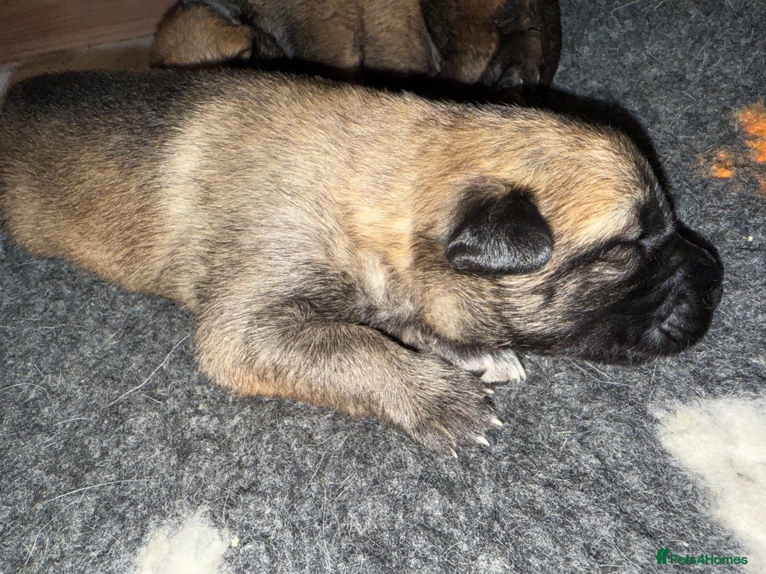 Belgian Shepherd Dog dogs for sale: Top working line puppies  - Image 3