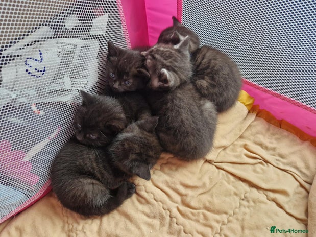 British Shorthair cats 5 Beautiful Black & Grey Tabby Kittens - Advert 1