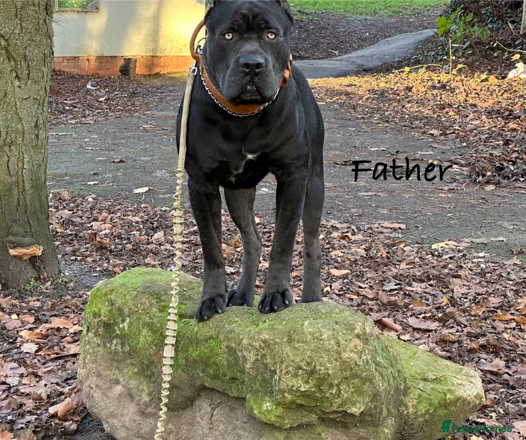 Cane Corso dogs for sale: Purebred Cane Corso  - Advert 2