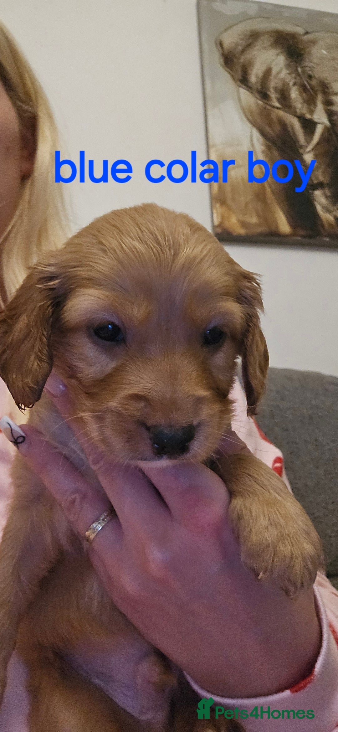 Cockapoo dogs for sale: 7 f2 cockapoos - Advert 5