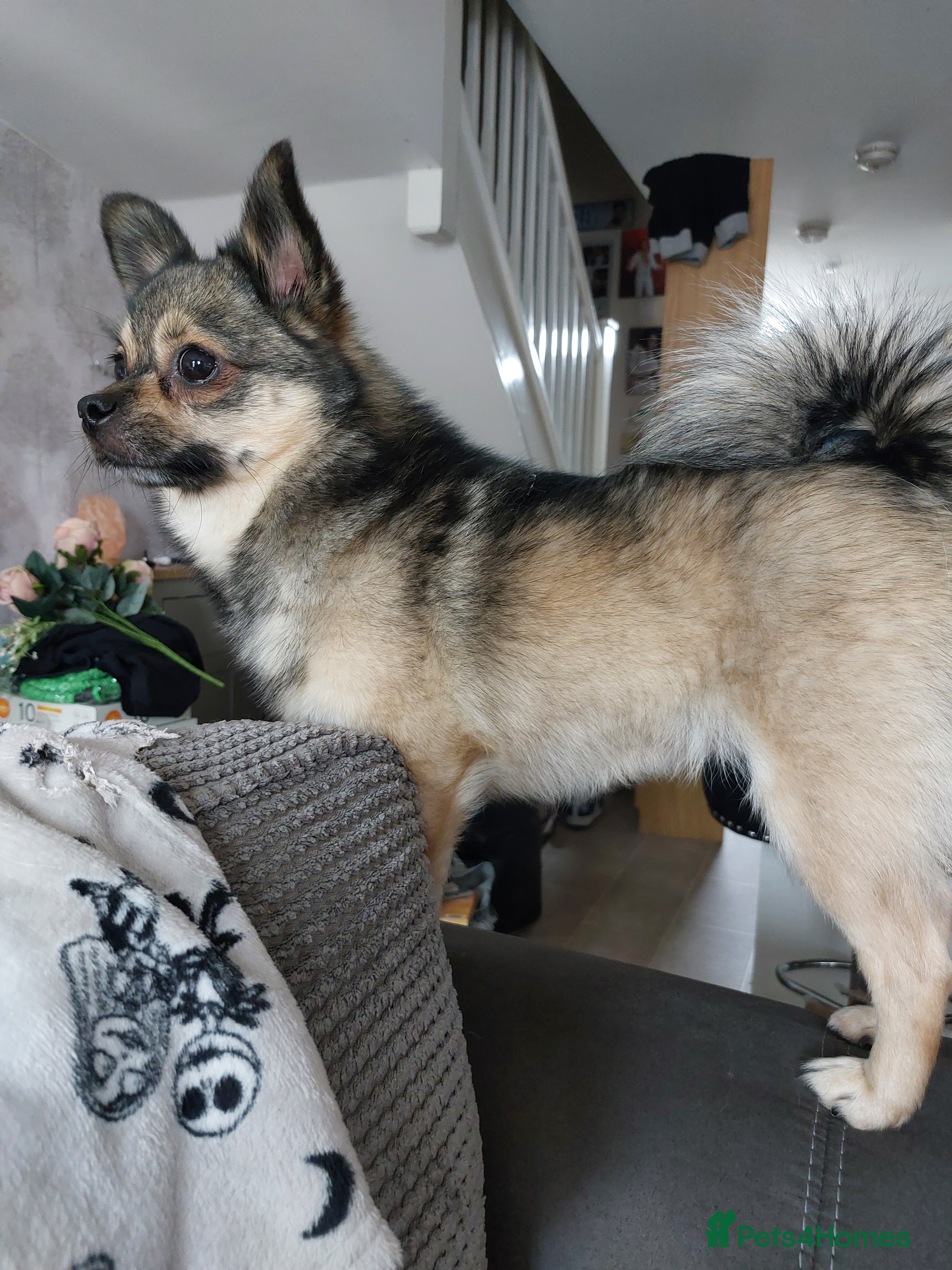 Mixed Breed dogs Rolo looking for his forever home  - Advert 3