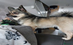 Mixed Breed dogs for sale: Rolo looking for his forever home  - Image 1