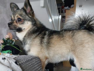 Mixed Breed dogs Rolo looking for his forever home - Advert 3