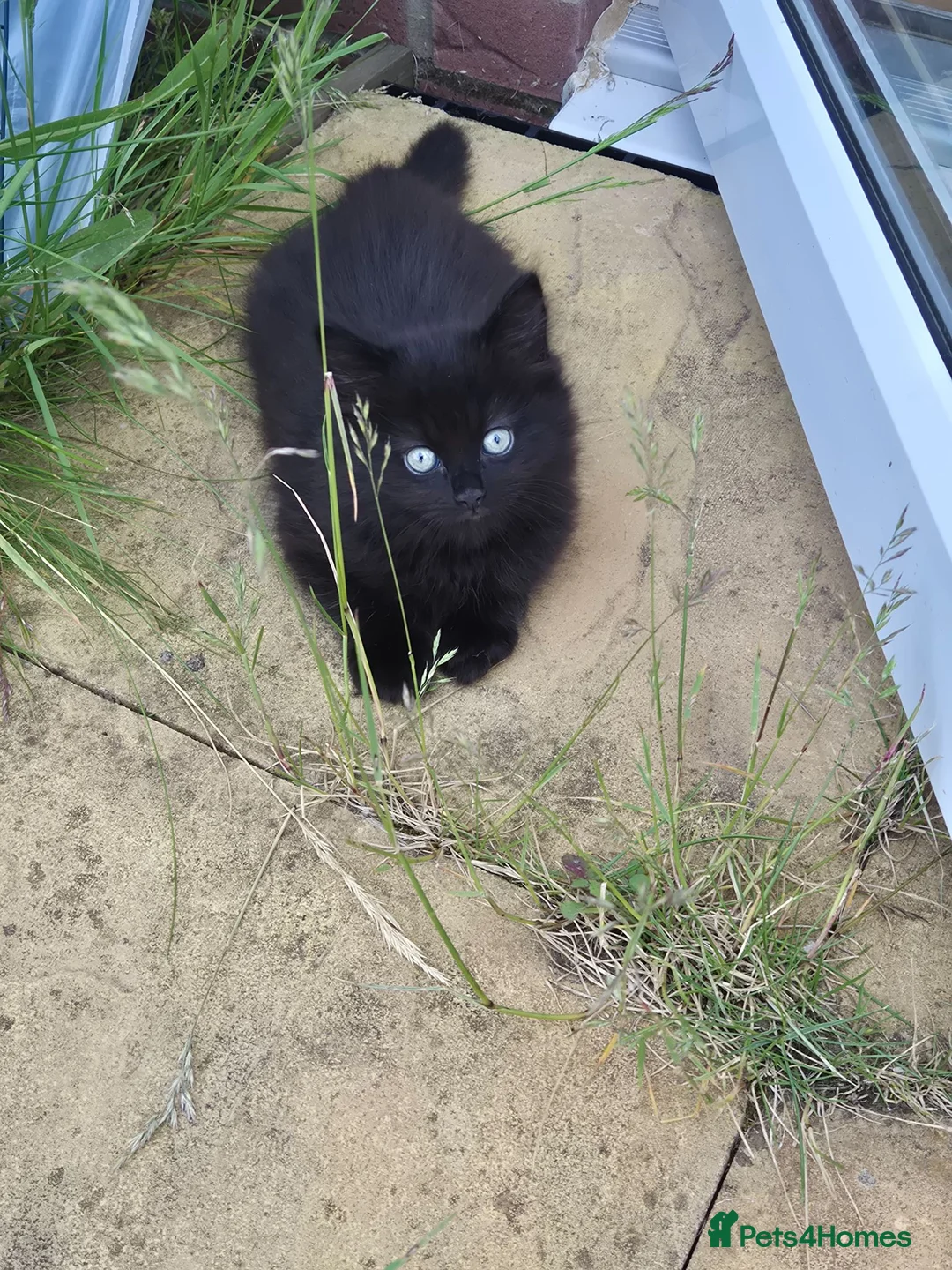 Mixed Breed cats for sale: Rag doll & British shorthair mix - Advert 2