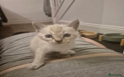 Bengal cats for sale: TICA large/clouded rosettes snow bengal kittens  - Image 13