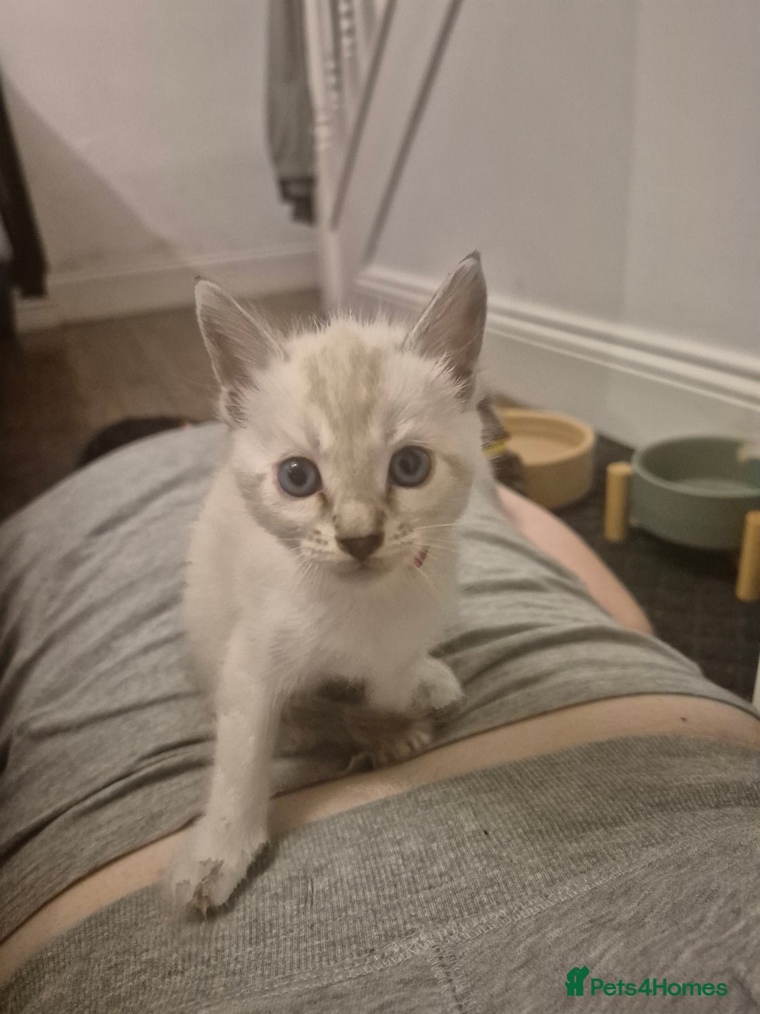 Bengal cats for sale: TICA large/clouded rosettes snow bengal kittens  - Image 13
