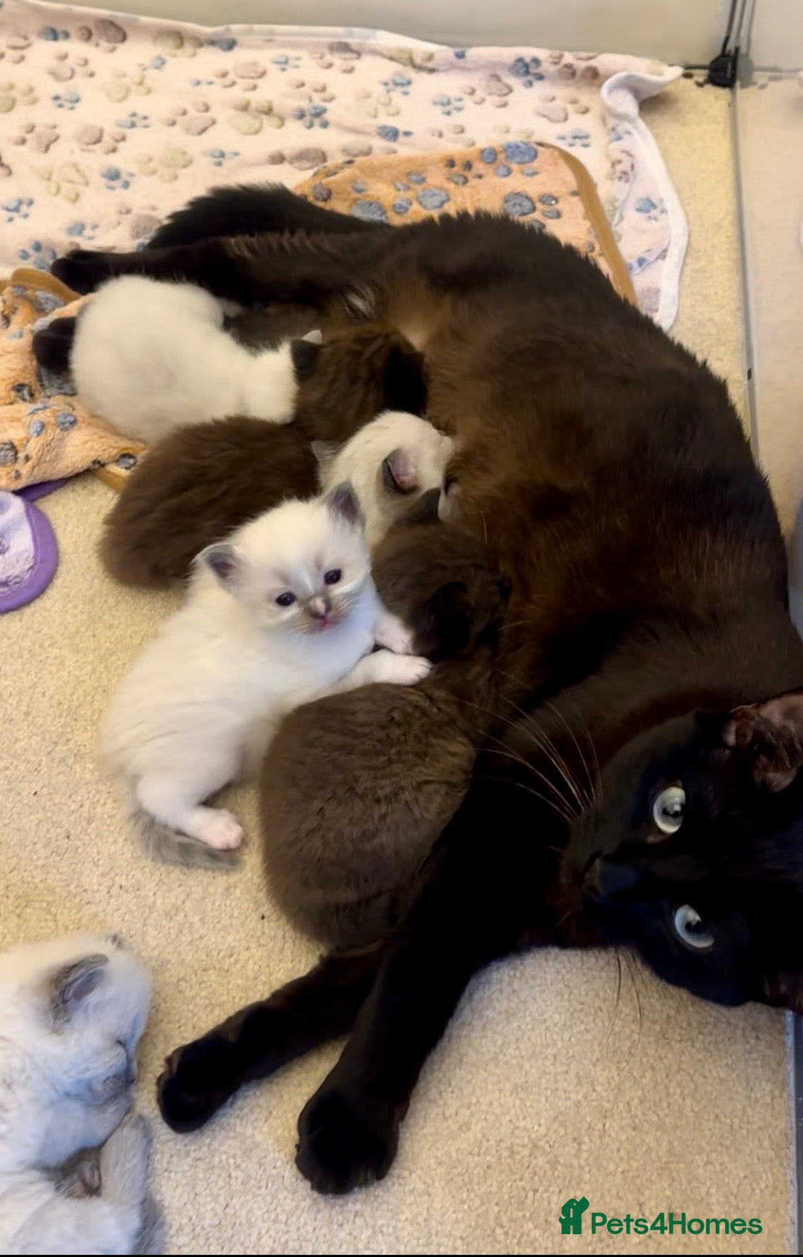 Ragamese cats GEORGEOUS SHORTHAIR SIAMESE AND LONGHAIR RAGDOLLS - Advert 1