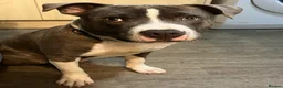 Staffordshire Bull Terrier dogs for stud: 2 years old available to Stud  in Swansea - Advert 2