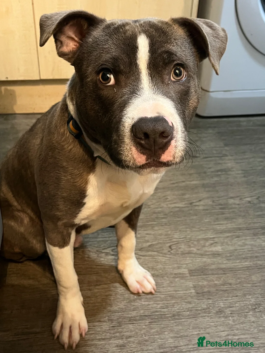 Staffordshire Bull Terrier dogs for stud: 2 years old available to Stud  in Swansea - Advert 2