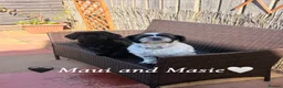 Mixed Breed dogs for sale: 🐾Shih Tzu x Lhasa Apso (Shih Apso) puppies  - Advert 19