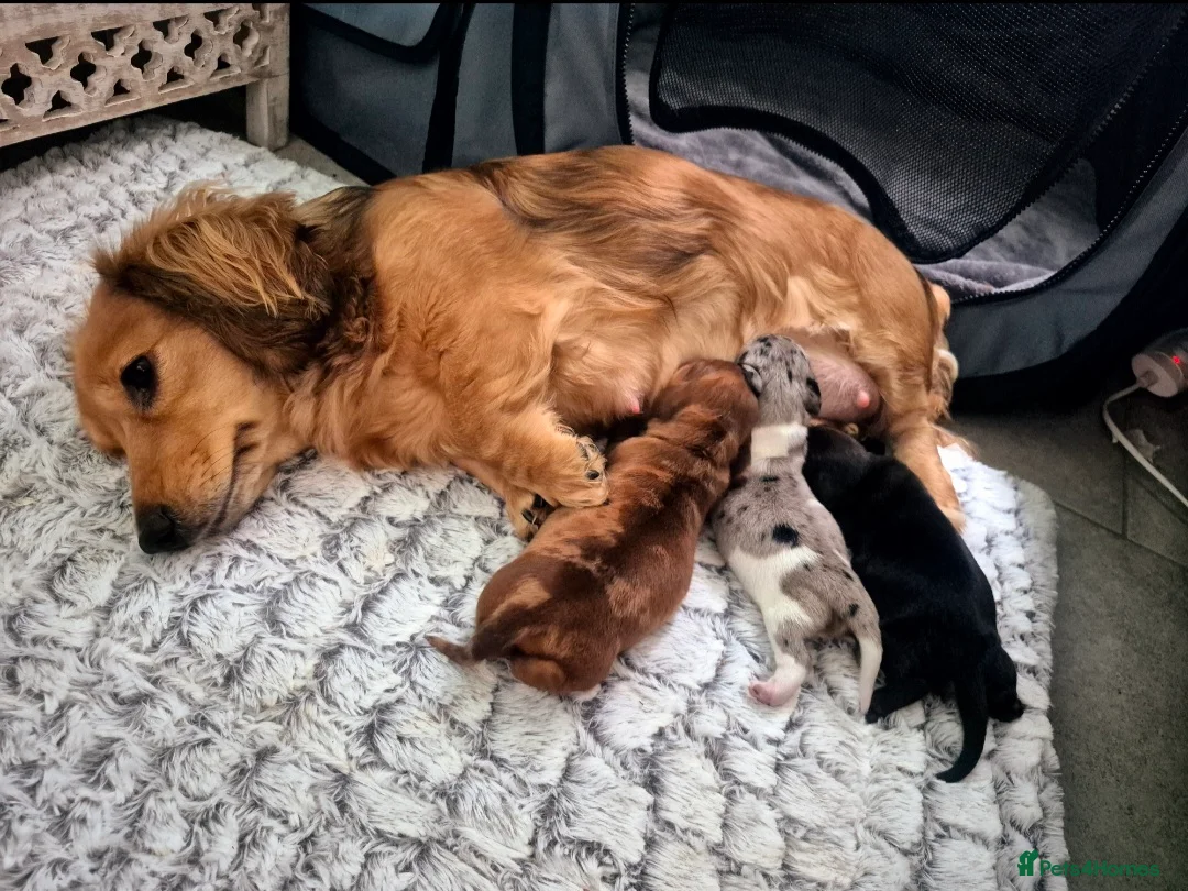 Miniature Dachshund dogs for sale: Stunning little miniature dachshunds  - Advert 1