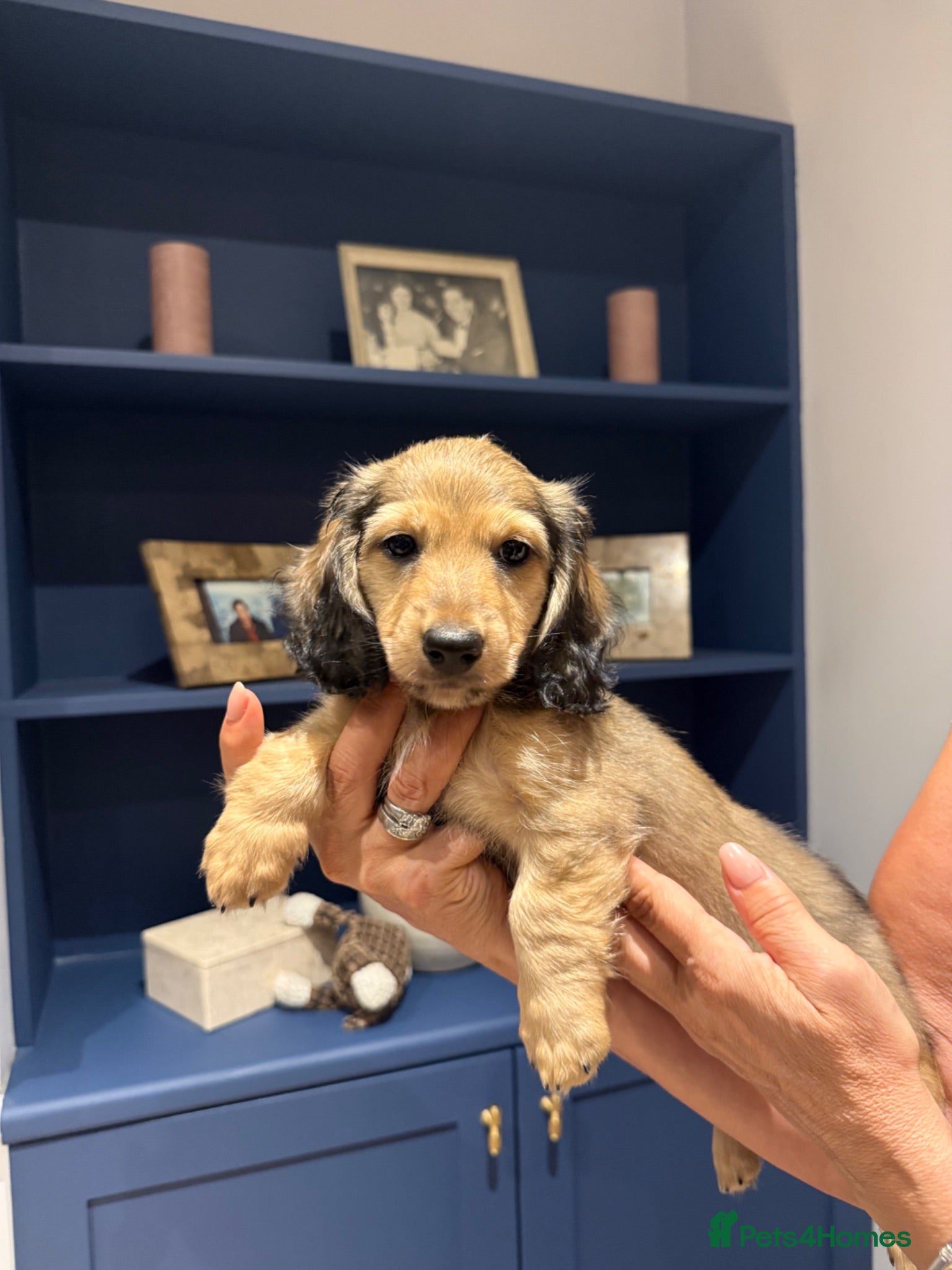 Miniature Dachshund dogs Stunning PRA clear L/H champion pup  - Advert 1