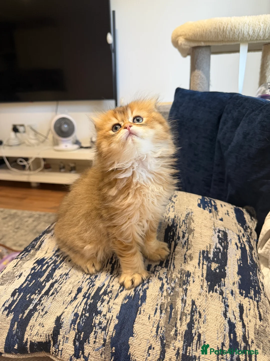 Scottish Fold cats for sale: Scottish Fold Kittens - Advert 2