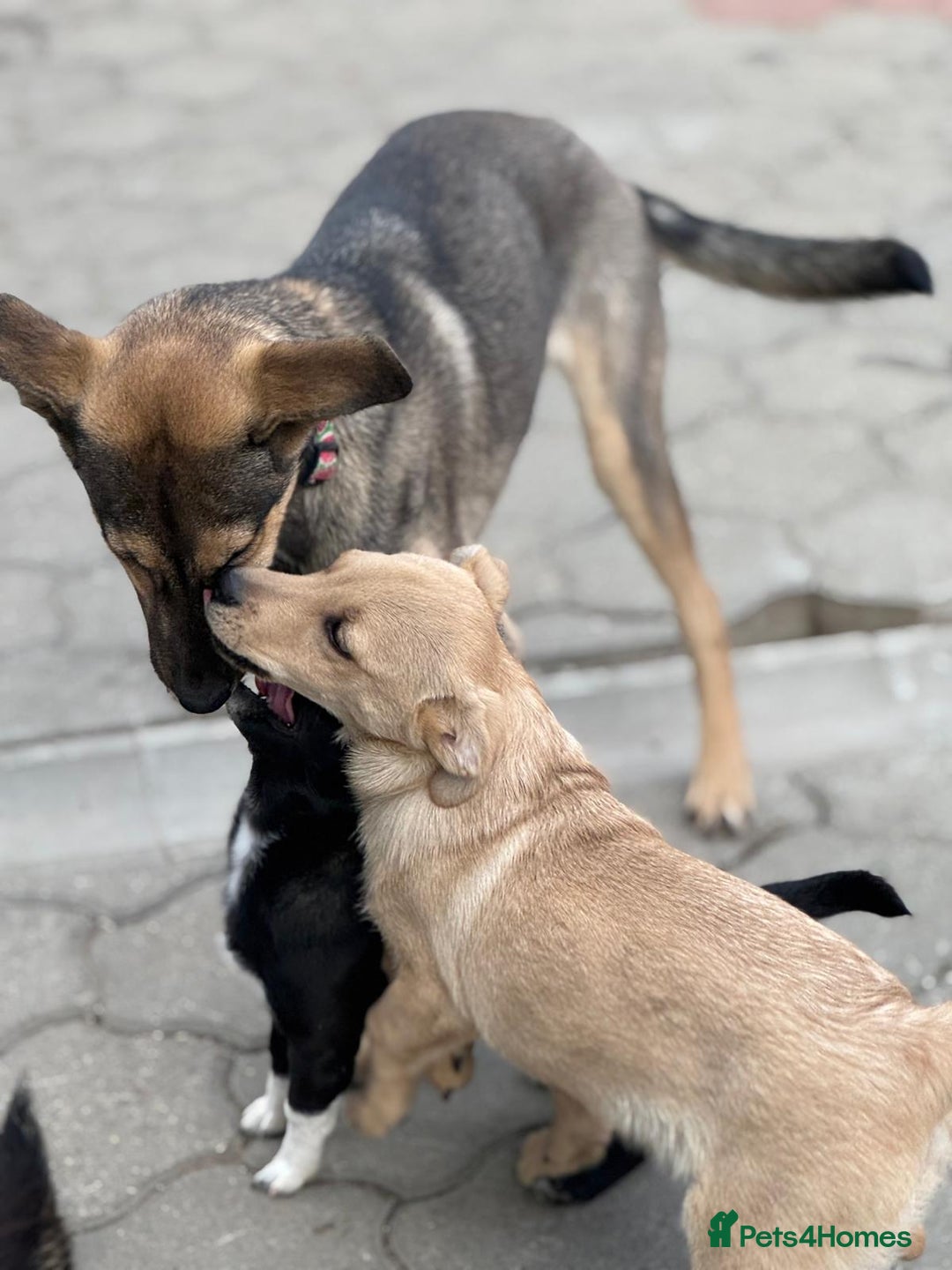 Mixed Breed dogs for adoption: MOCHI – a Superb young Girl for a Loving Home - Advert 17