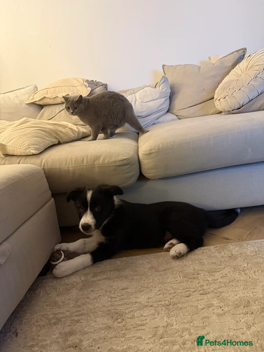 British Shorthair cats for sale: Nina The British shorthair  - Advert 5