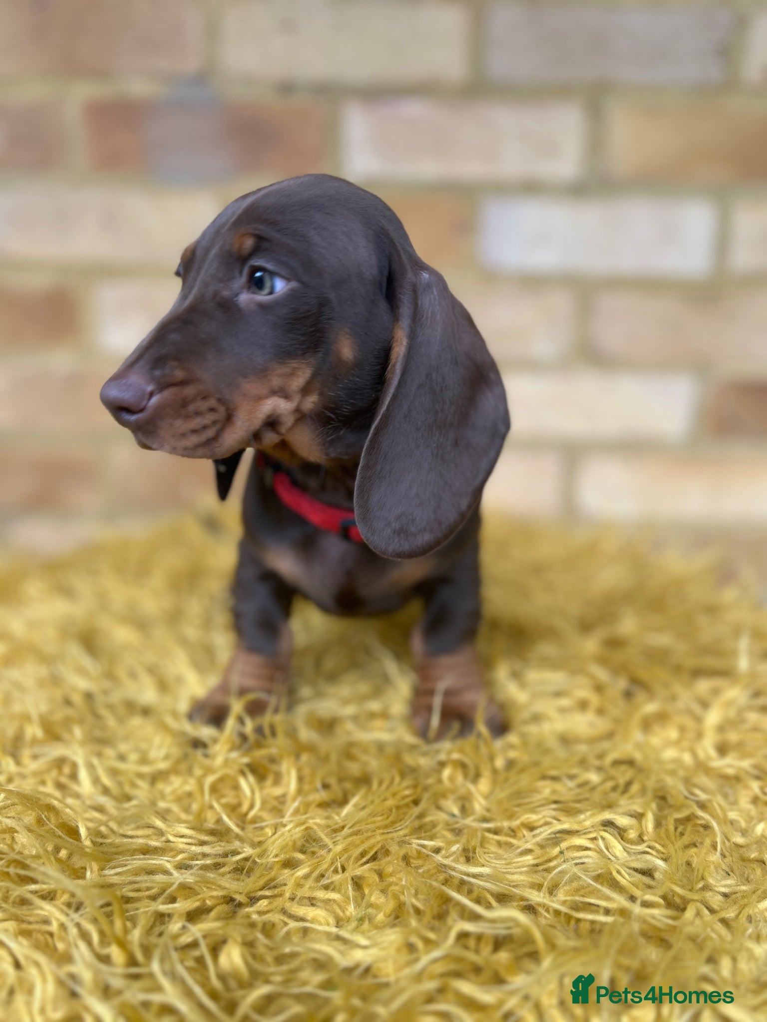 Dachshund dogs for sale: Only ONE Girl left Standard dachshund - Advert 16