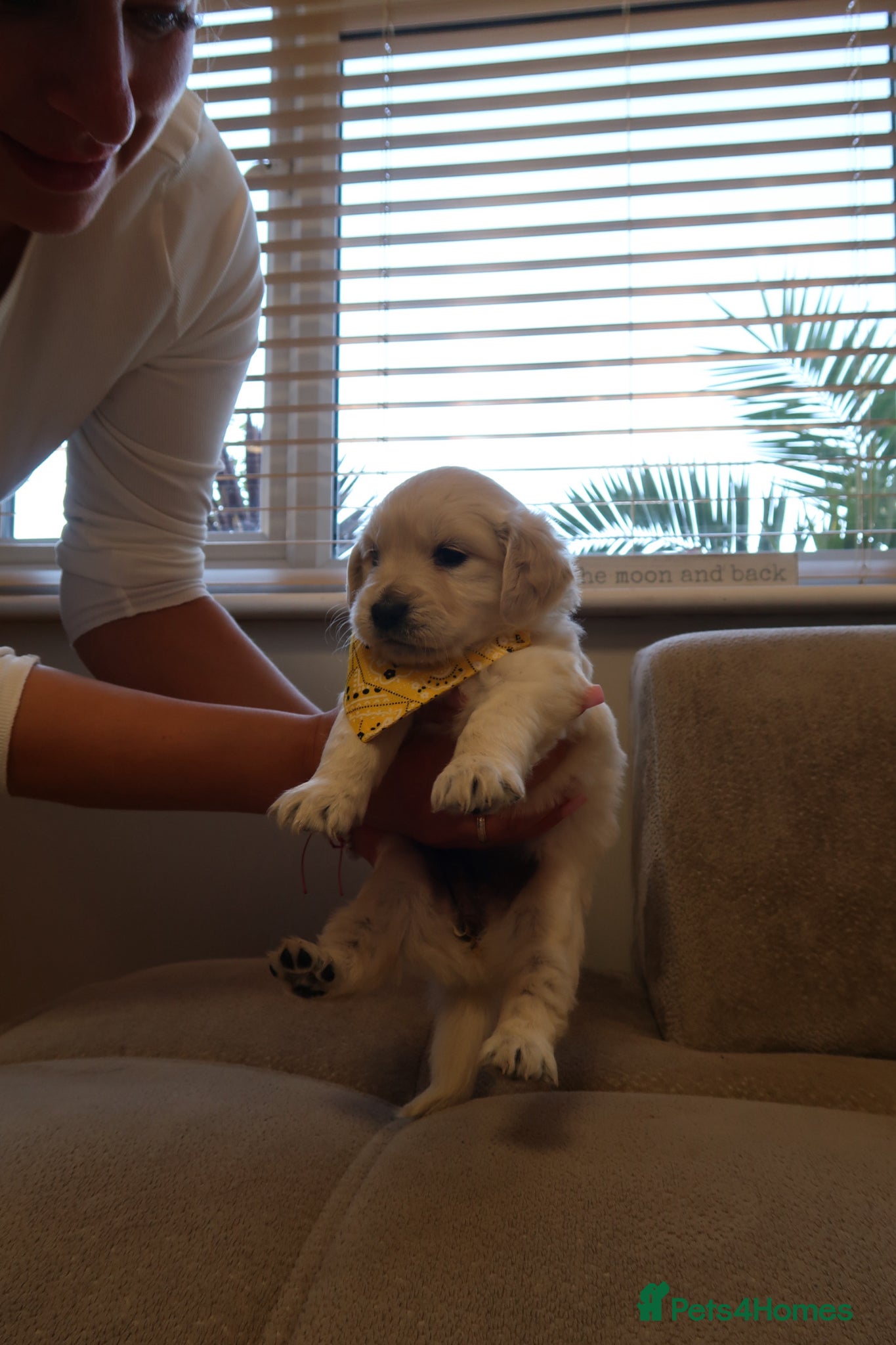 Golden Retriever dogs for sale: Pure bread puppies - Advert 6