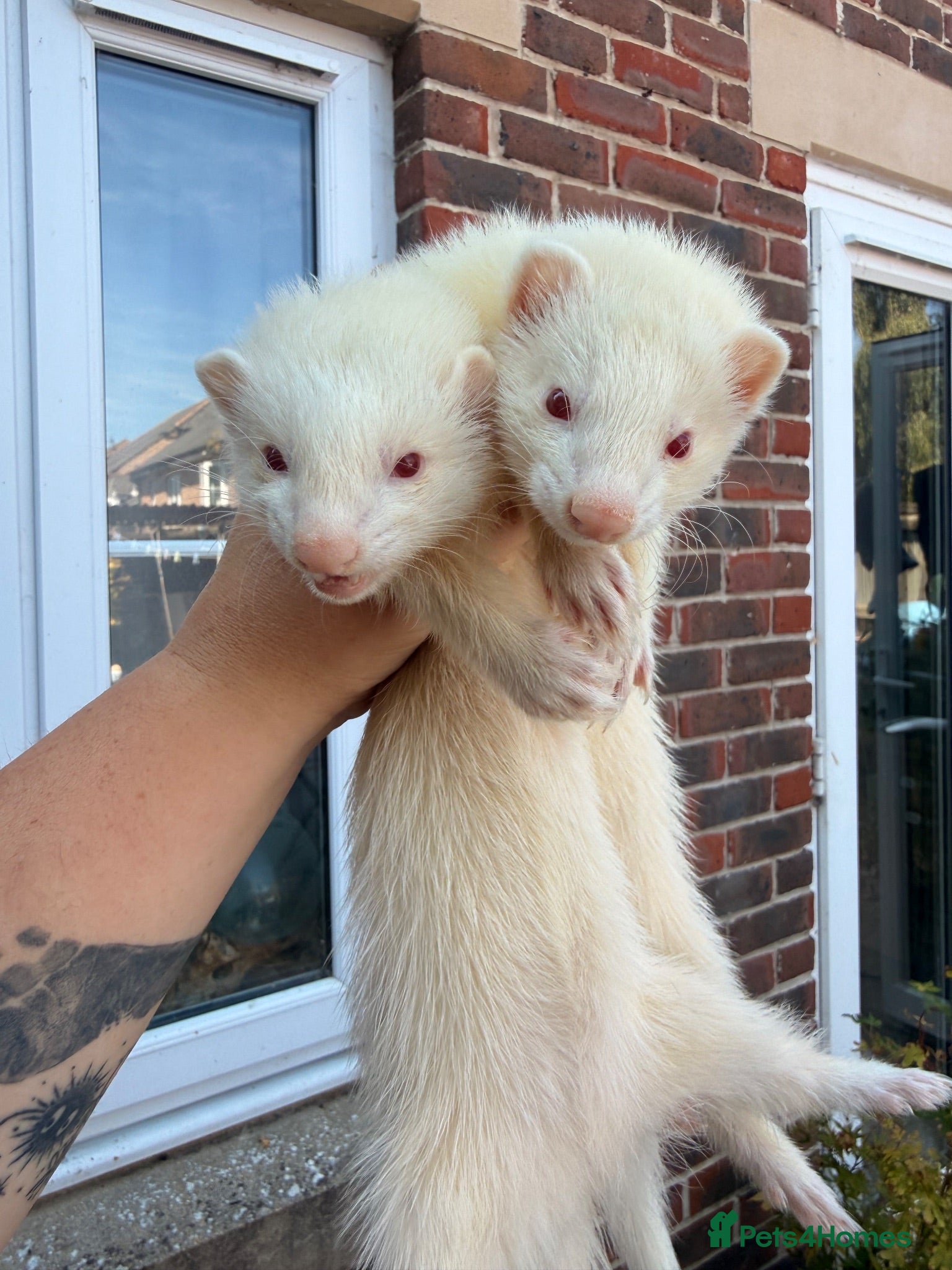 Ferret rodents 2 albino Jill’s left  - Advert 22