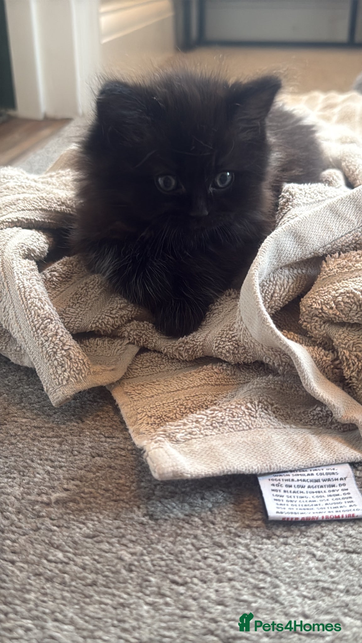 Mixed Breed cats BSH x Persian Kittens  - Advert 20