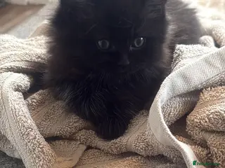 Mixed Breed cats BSH x Persian Kittens - Advert 20