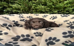 Cocker Spaniel dogs for sale: 5 beautiful cocker spaniels  - Advert 2