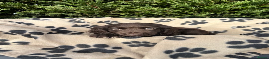 Cocker Spaniel Puppy 3