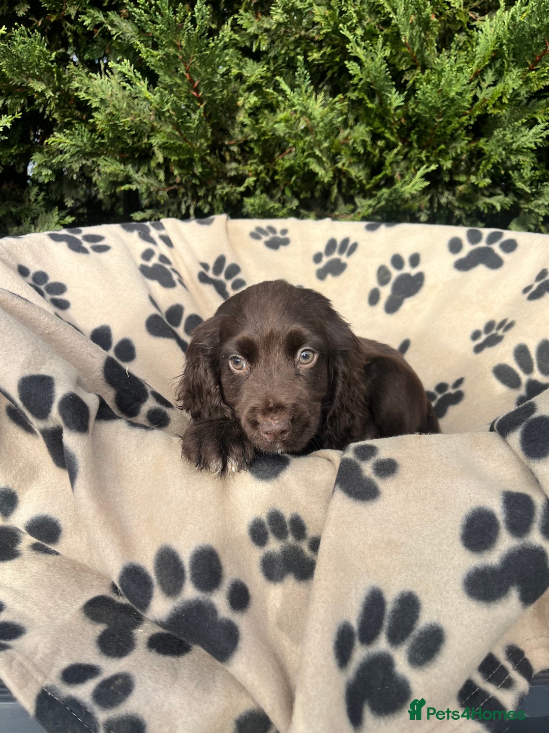 Cocker Spaniel dogs for sale: 5 beautiful cocker spaniels  - Advert 2