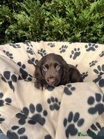 Cocker Spaniel dogs 5 beautiful cocker spaniels - Advert 1