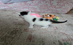 Mixed Breed cats for sale: Pretty black and white fluffy kittens - Image 10