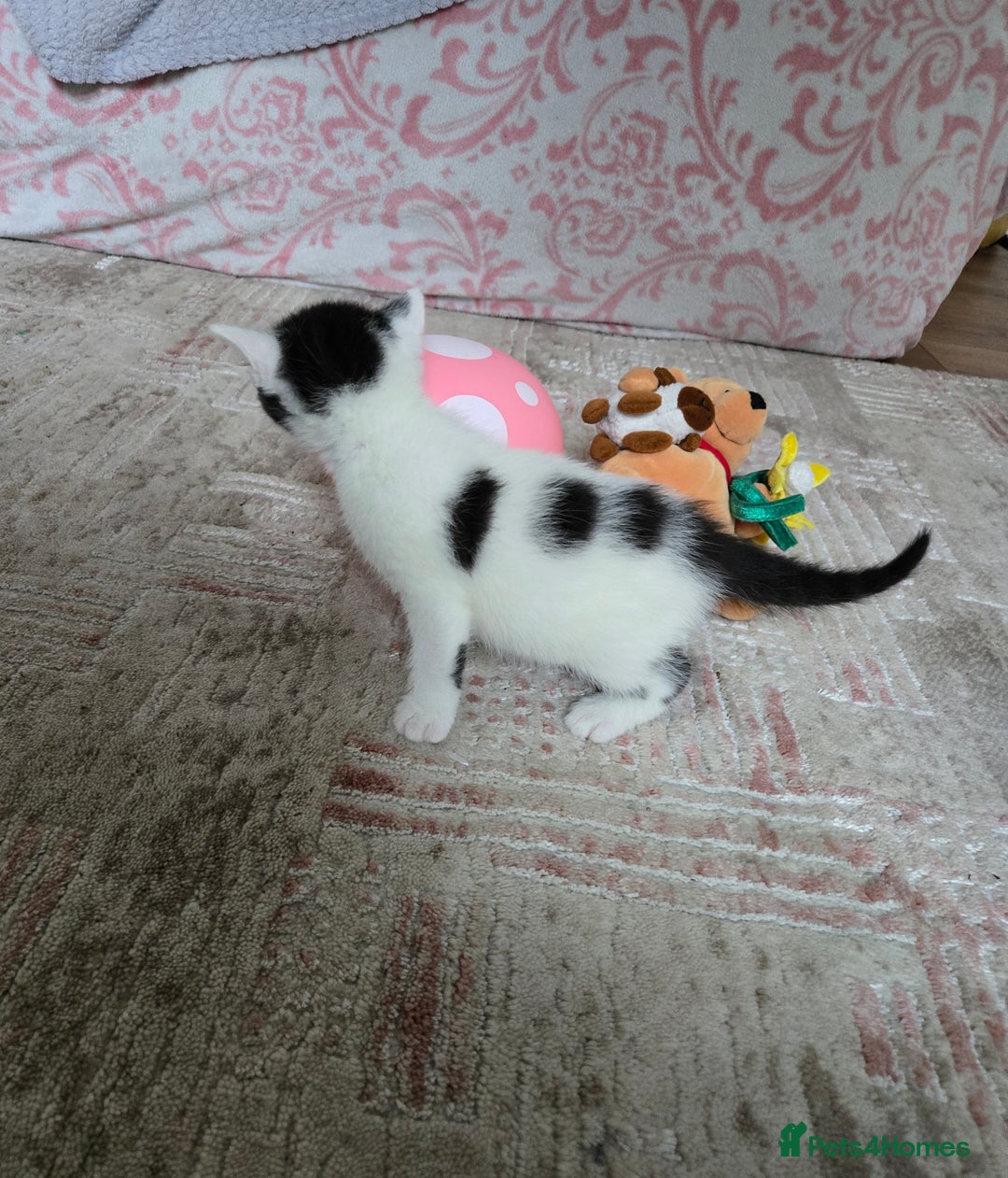 Mixed Breed cats for sale: Pretty black and white fluffy kittens - Image 10