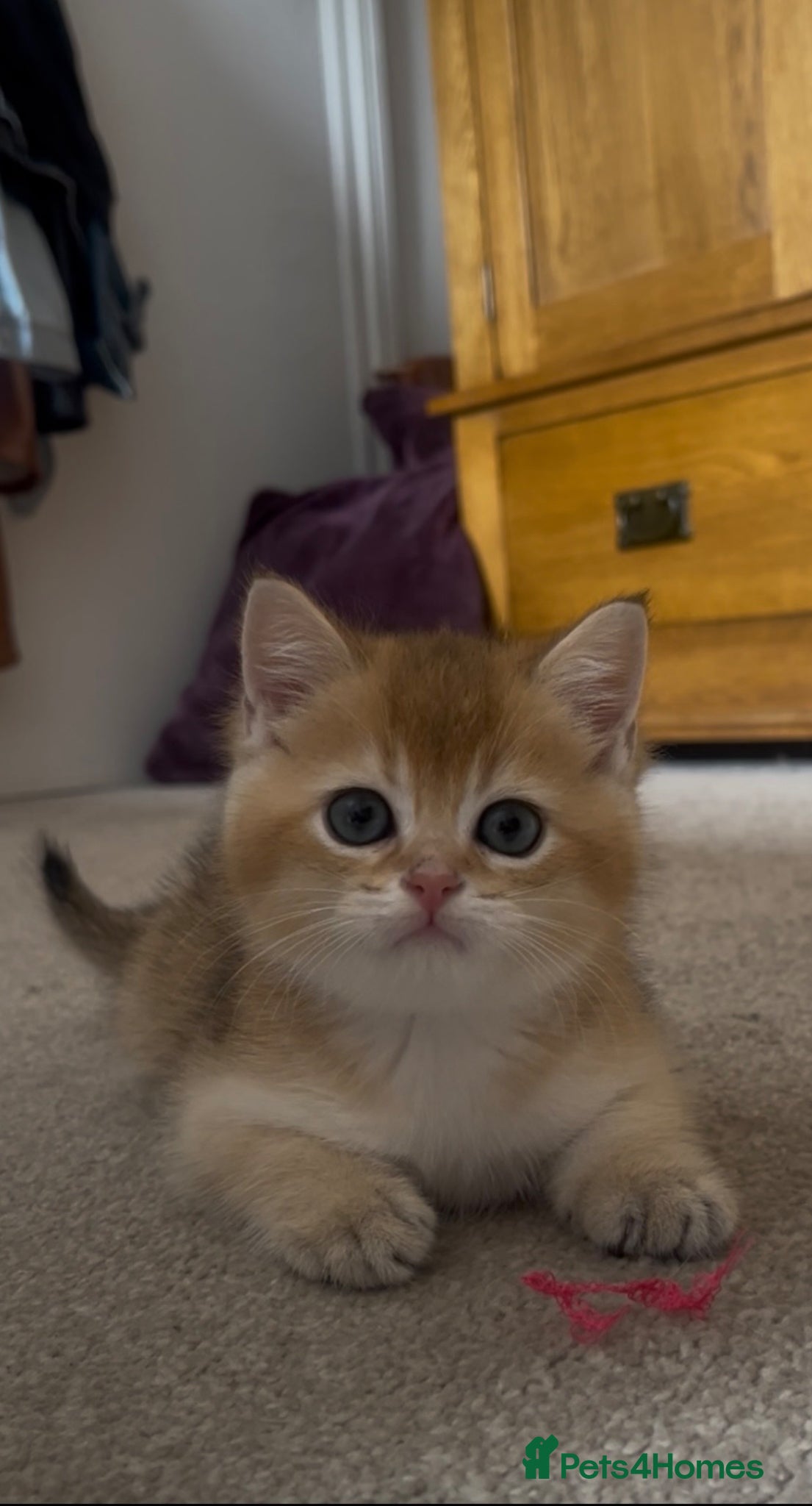 British Shorthair cats GOLDEN NY12 INTERNATIONAL CHAMPION BLOODLINE  - Advert 1