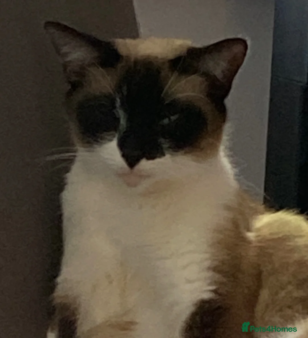 Mixed Breed cats for sale: One male one female - Advert 1