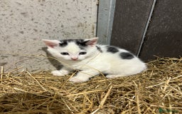 Mixed Breed cats for sale: Kittens - Image 2