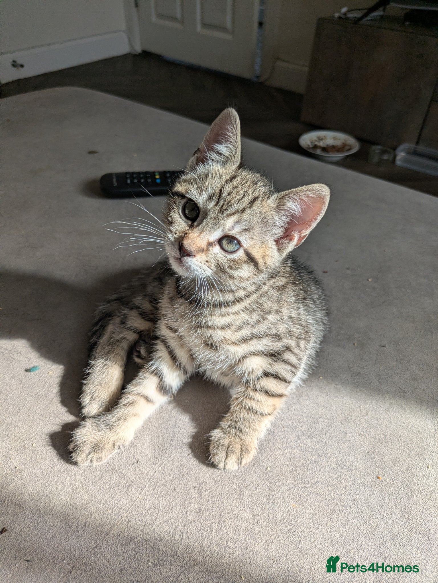 Bengal cats for sale: 3/4 BENGAL - READY TO GO!  - Advert 18