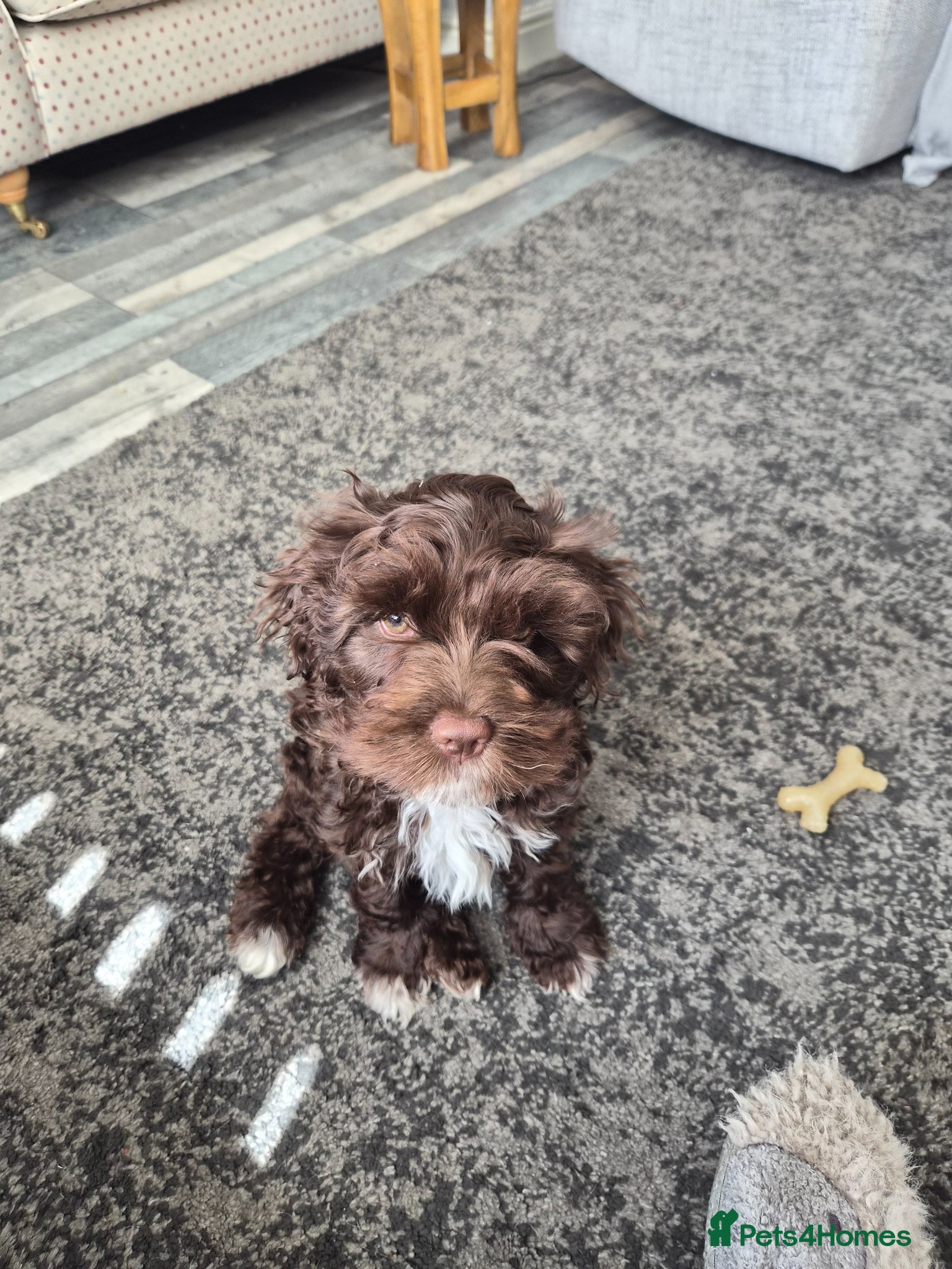 Cavapoo dogs Small chocolate cavapoo female puppy - Advert 2