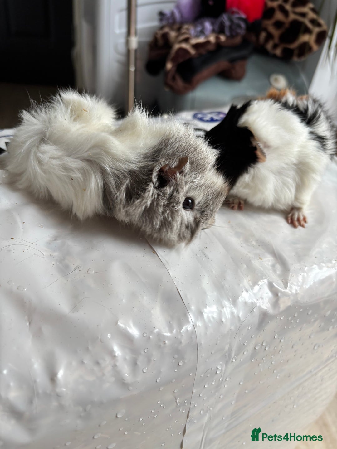 Guinea Pig rodents for sale: 8 week old and 10month old boys and girls - Image 13