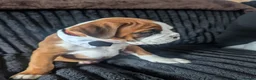 Boxer dogs for sale: Stunning boxer puppies  - Advert 34