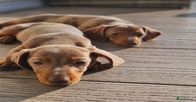 Miniature Dachshund dogs - Advert 3