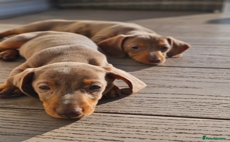 Miniature Dachshund dogs - Advert 12