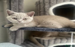 British Shorthair cats for sale: 🐾 TOP QUALLITY LILAC BSH reg GCCF purebred 🐾 - Image 16