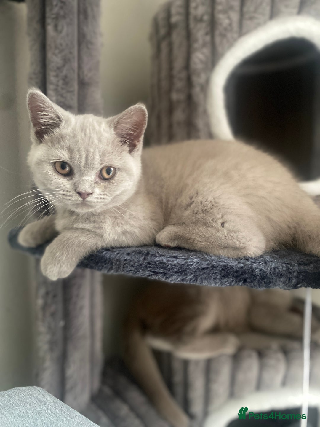 British Shorthair cats for sale: 🐾 TOP QUALLITY LILAC BSH reg GCCF purebred 🐾 - Image 16