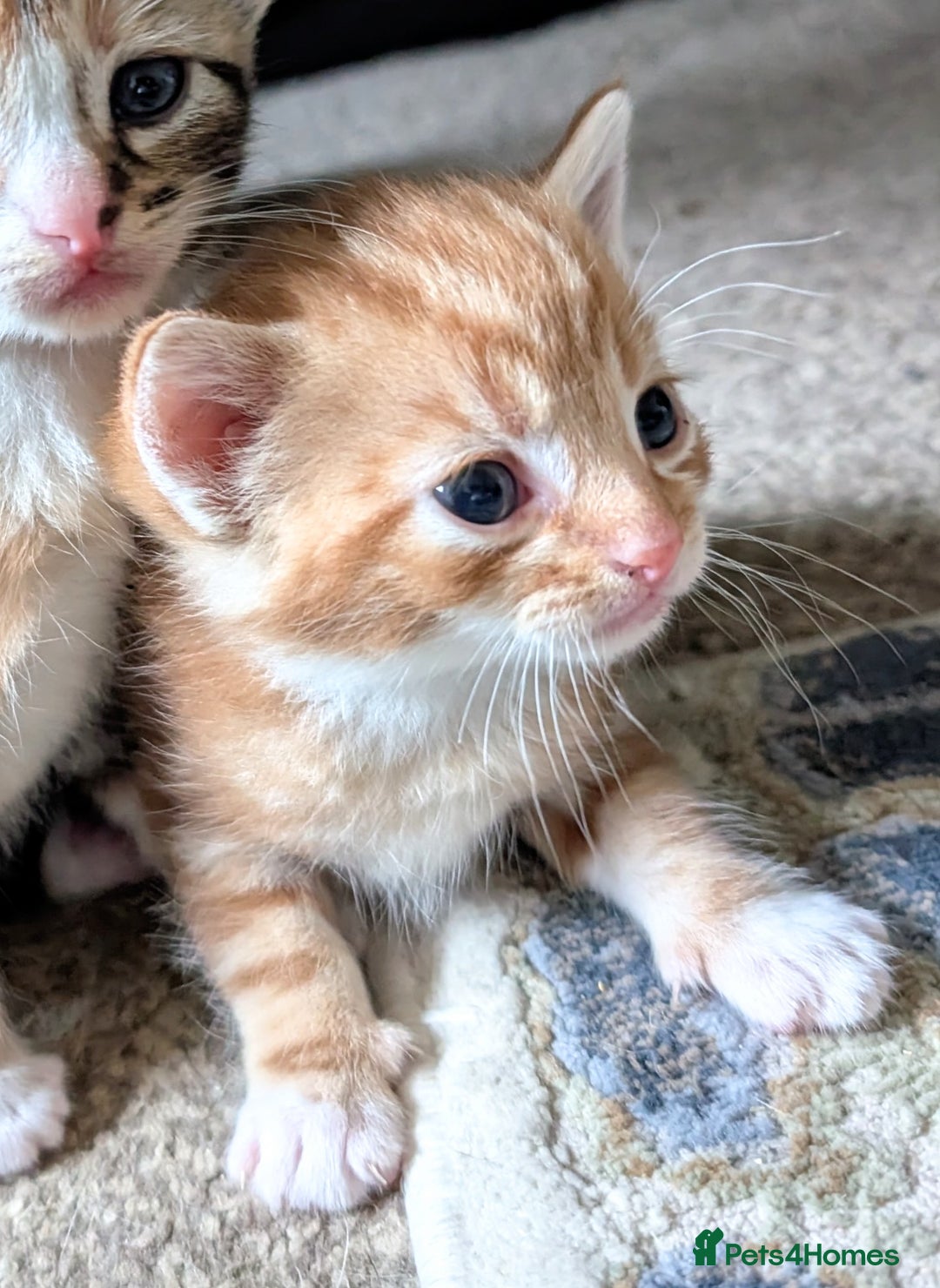 Mixed Breed cats for sale: Stunning kittens looking for loving forever homes - Advert 7