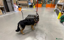 German Shepherd dogs for sale: German Shepherd Dog for sale - Female - Image 1