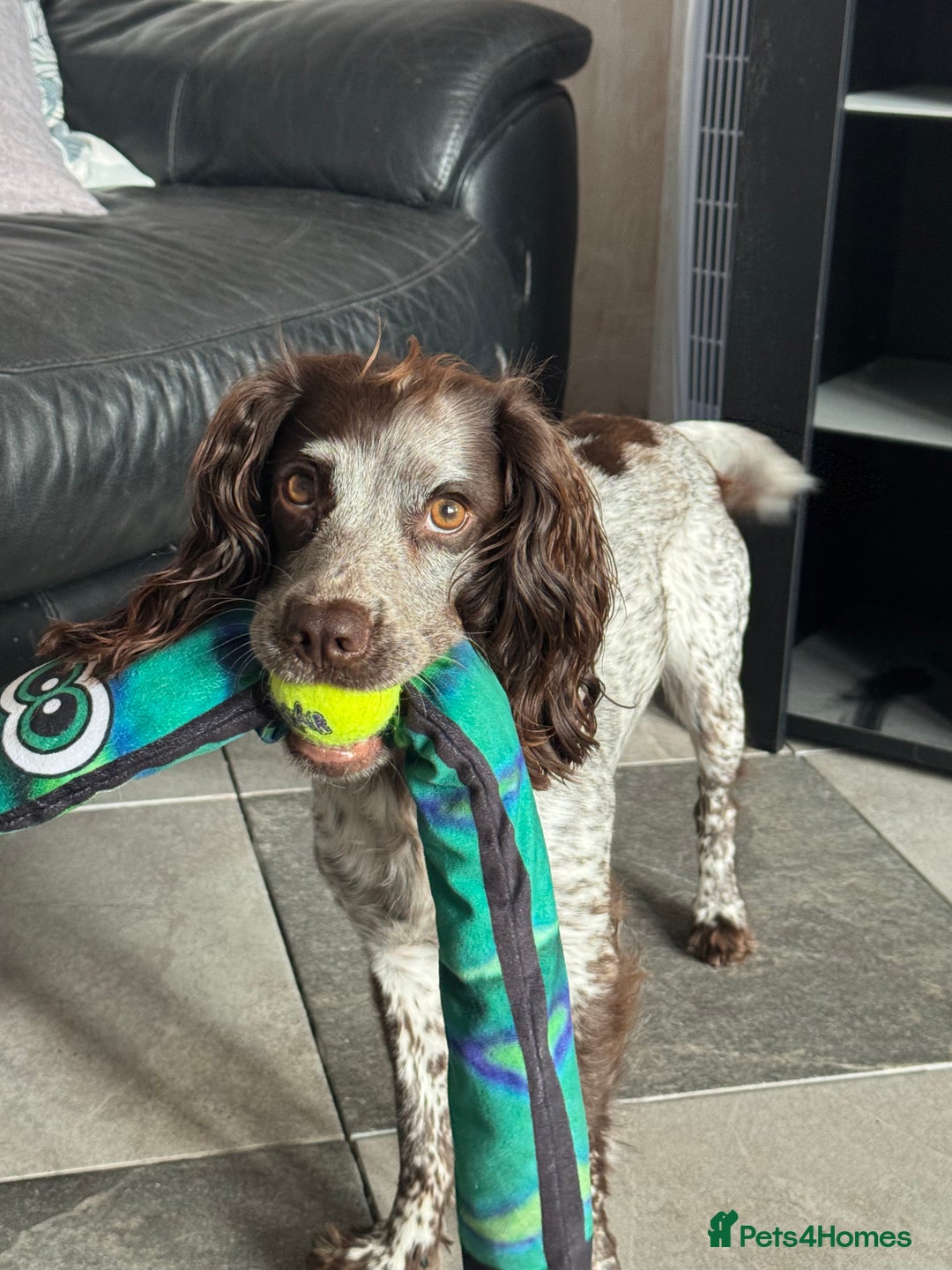 Cocker Spaniel dogs for sale: Cocker spaniel Puppies  - Advert 3